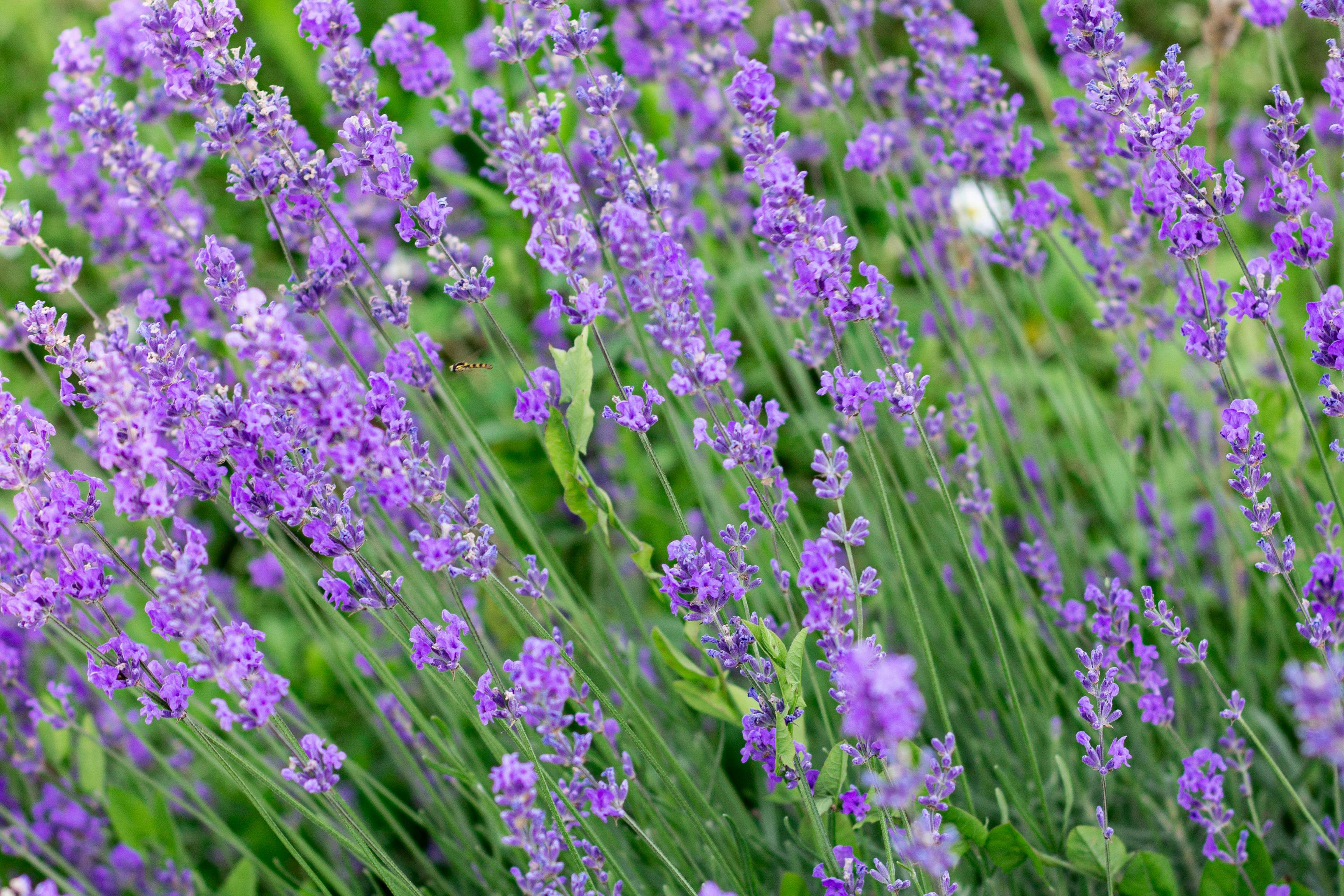 lavender oil